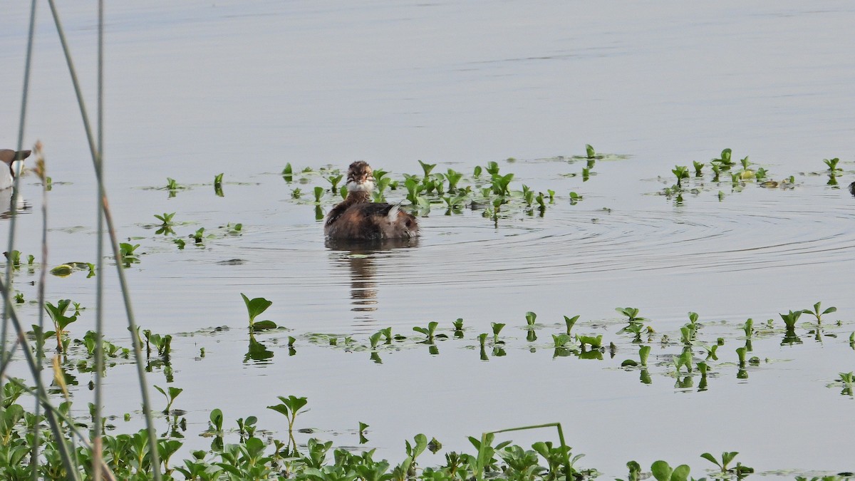 White-tufted Grebe - ML644227958