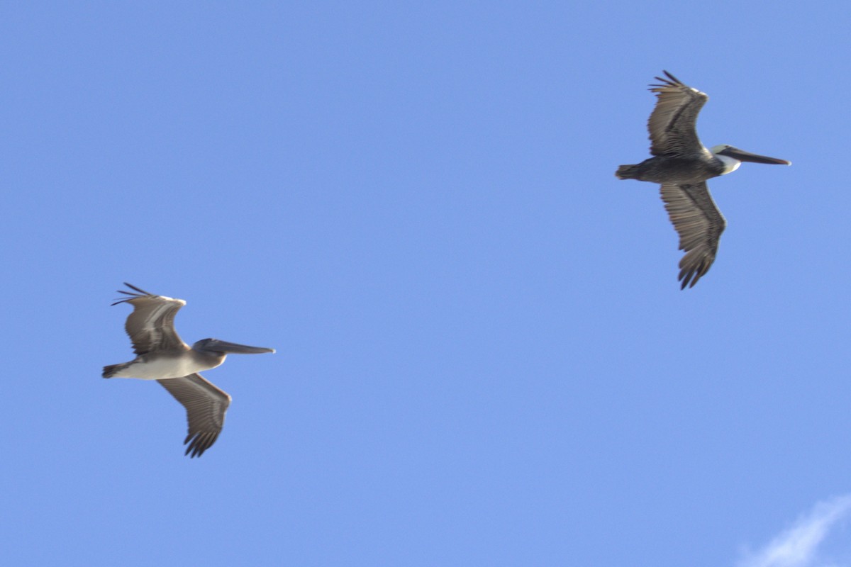 Brown Pelican - ML644227985