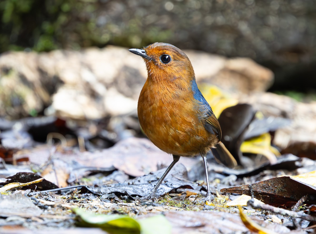 Bornean Shortwing - ML644227993