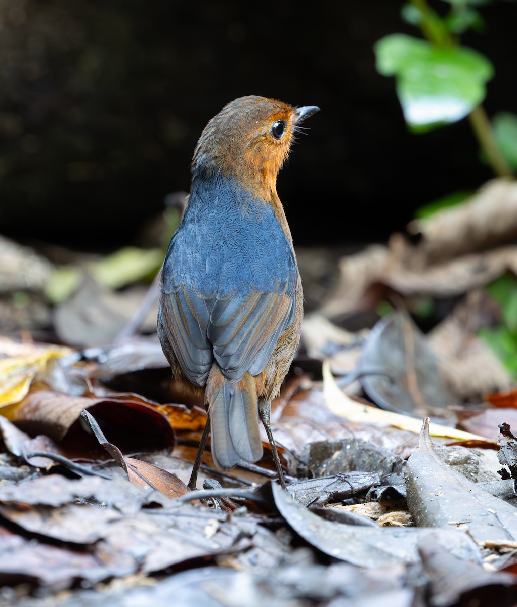 Bornean Shortwing - ML644227994