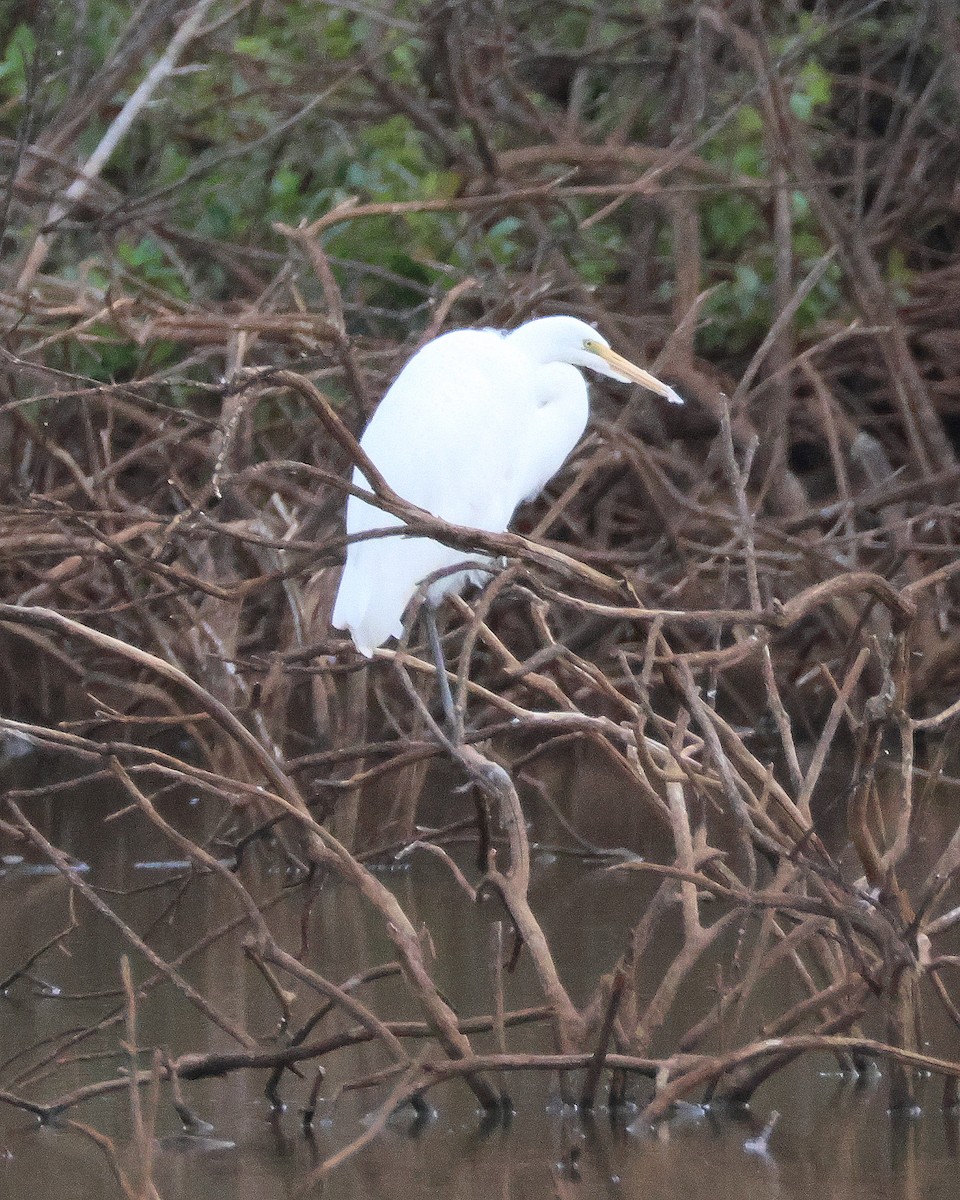 ニシアマサギ - ML644227999