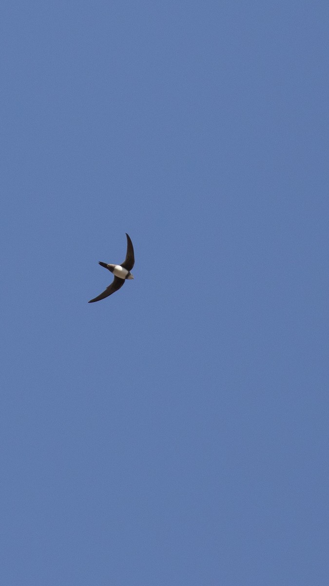 Malkar-sorbeltza - ML644228000