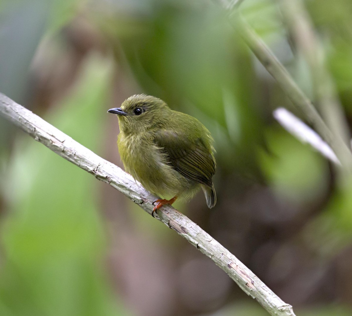 gullskjeggmanakin - ML644228012