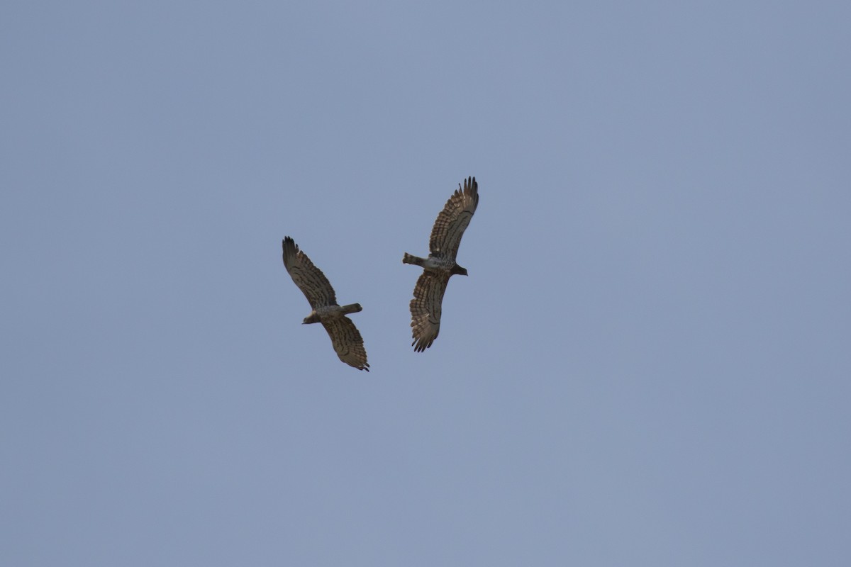 Short-toed Snake-Eagle - ML644228013