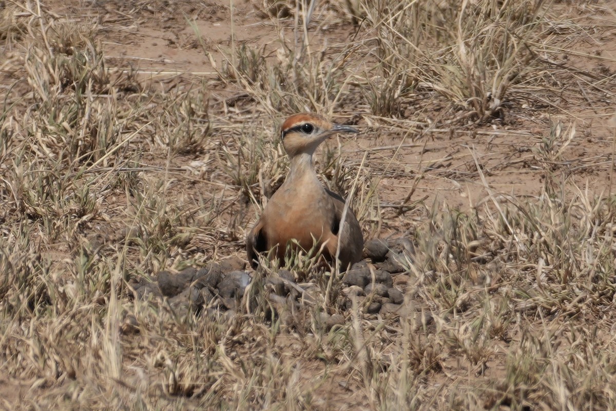 Temminck's Courser - ML644228016