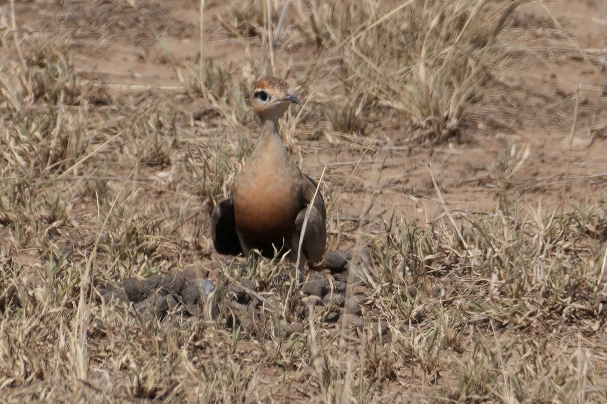 Temminck's Courser - ML644228017