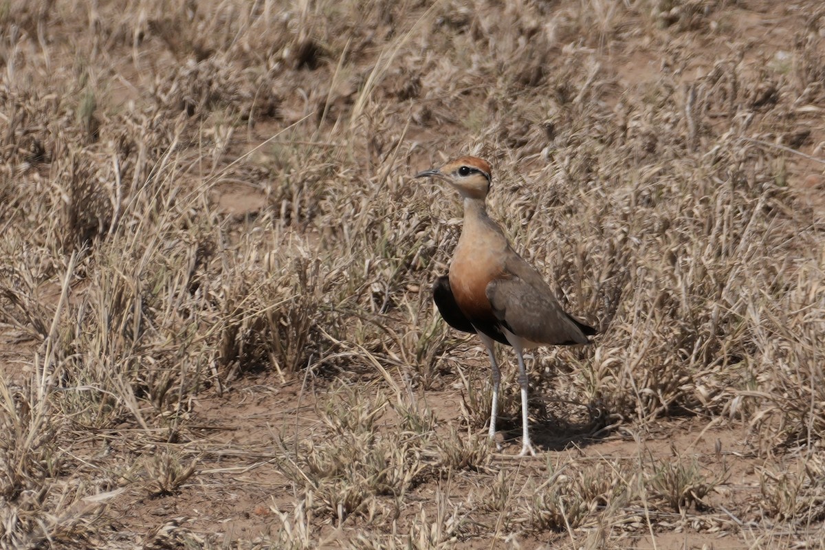 Temminck's Courser - ML644228018