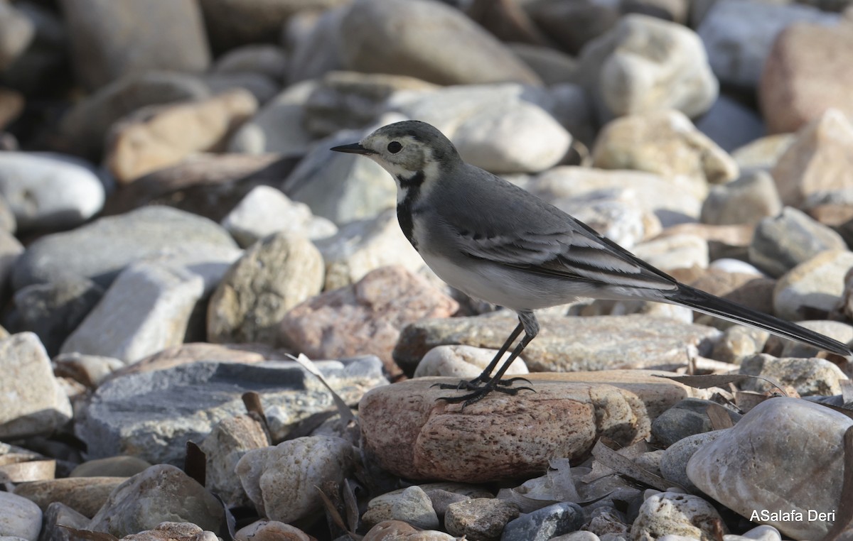 White Wagtail (White-faced) - ML644228019