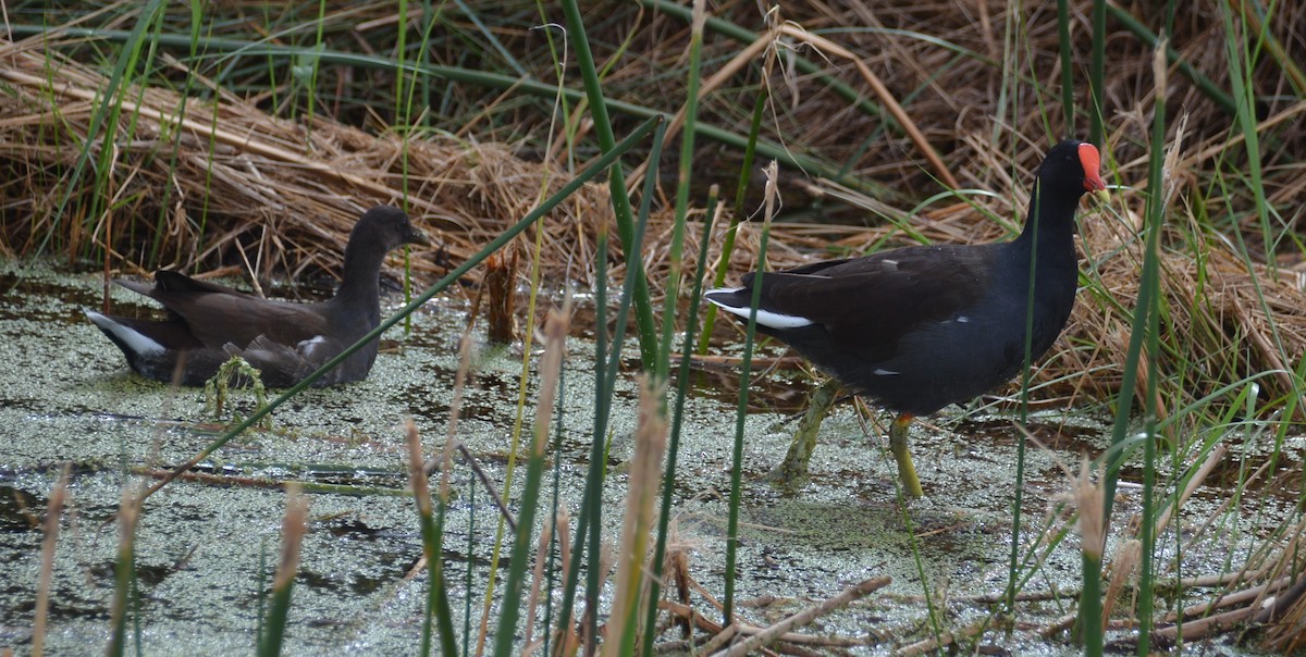 slípka americká - ML644228024