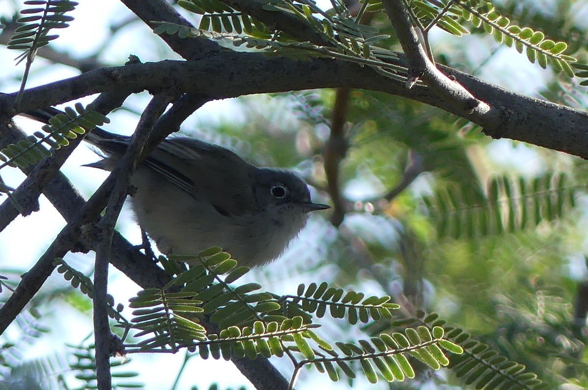 Black-tailed Gnatcatcher - ML644228038