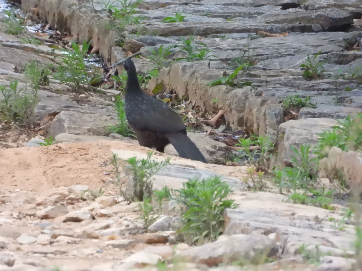 Pénélope yacouhou - ML644228042