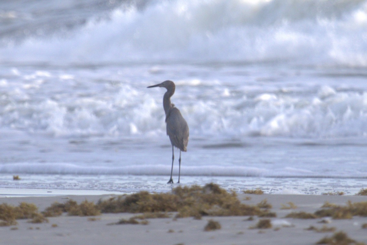 Reddish Egret - ML644228049