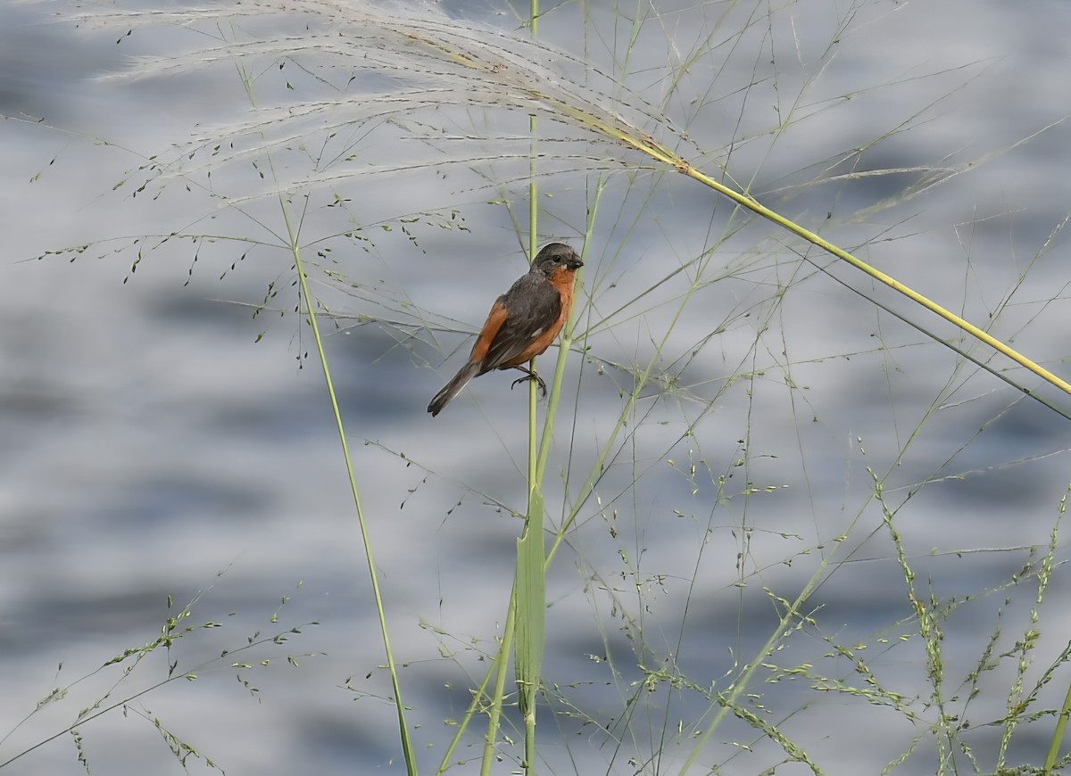 Ruddy-breasted Seedeater - ML644228067
