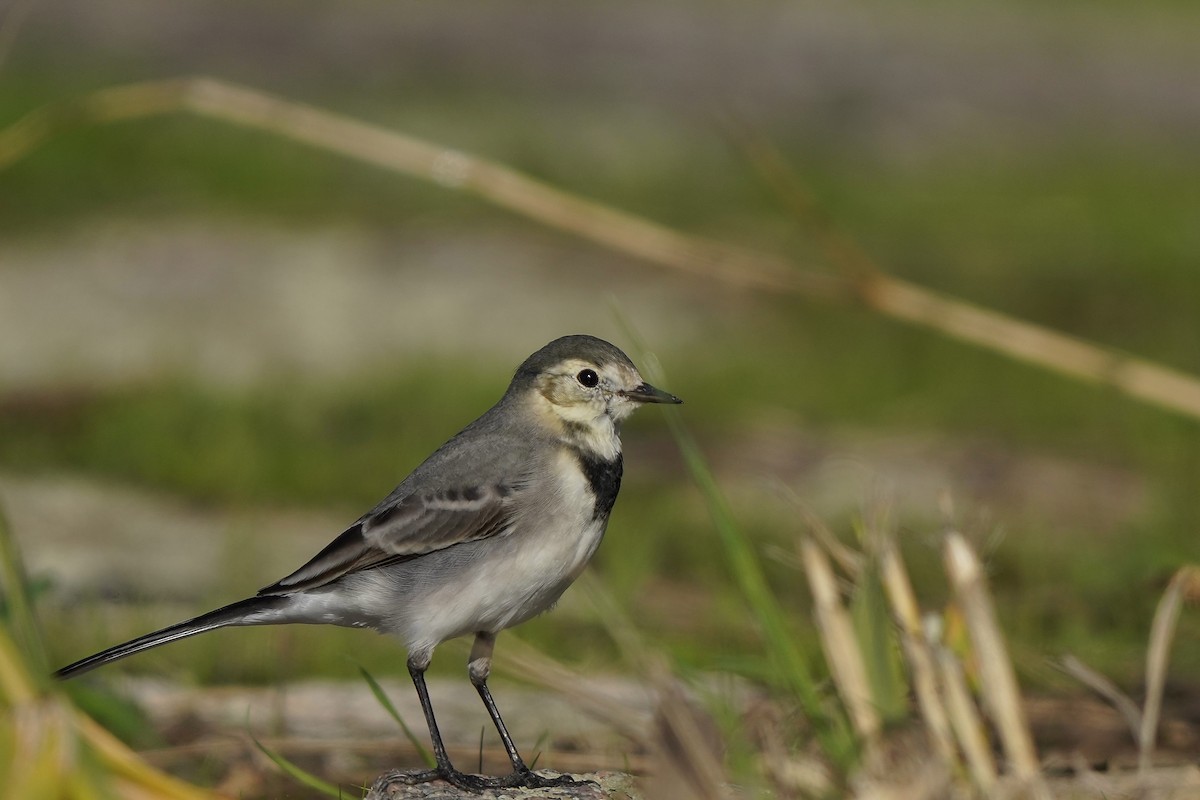 White Wagtail - ML644228069