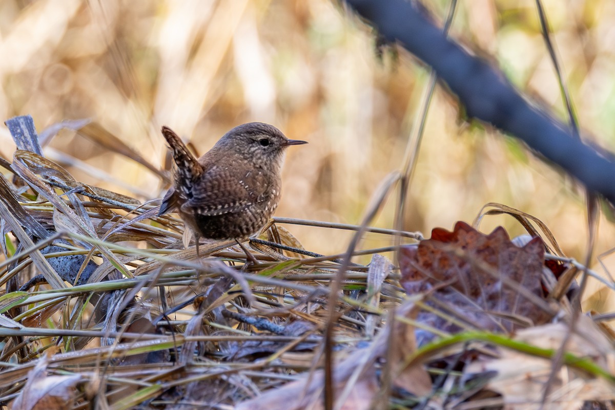 Winter Wren - ML644228074