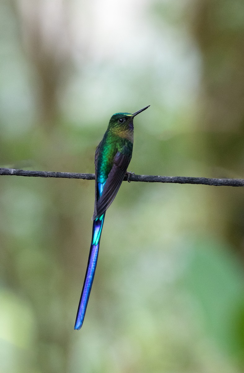 Violet-tailed Sylph - ML644228104