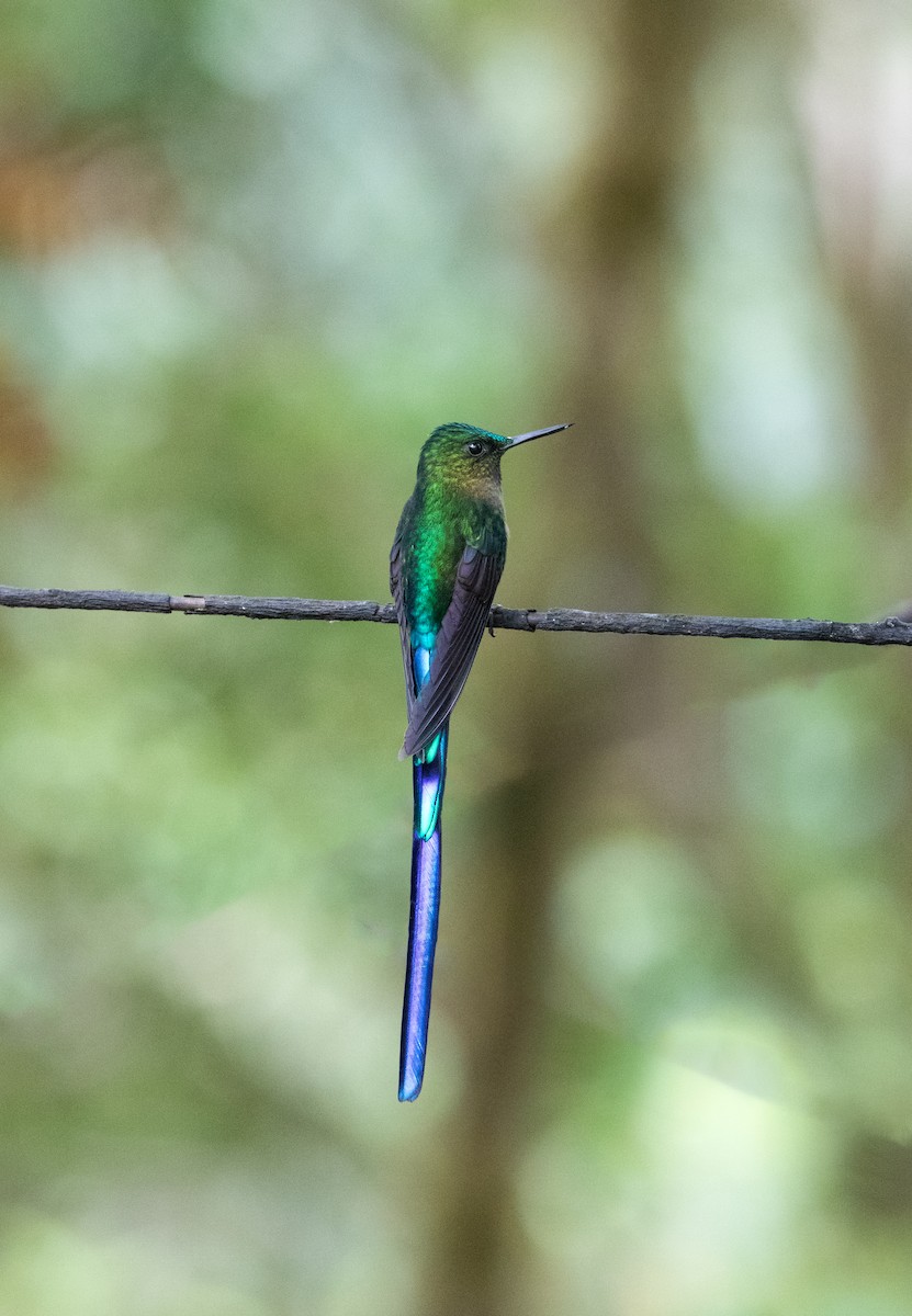 Violet-tailed Sylph - ML644228105