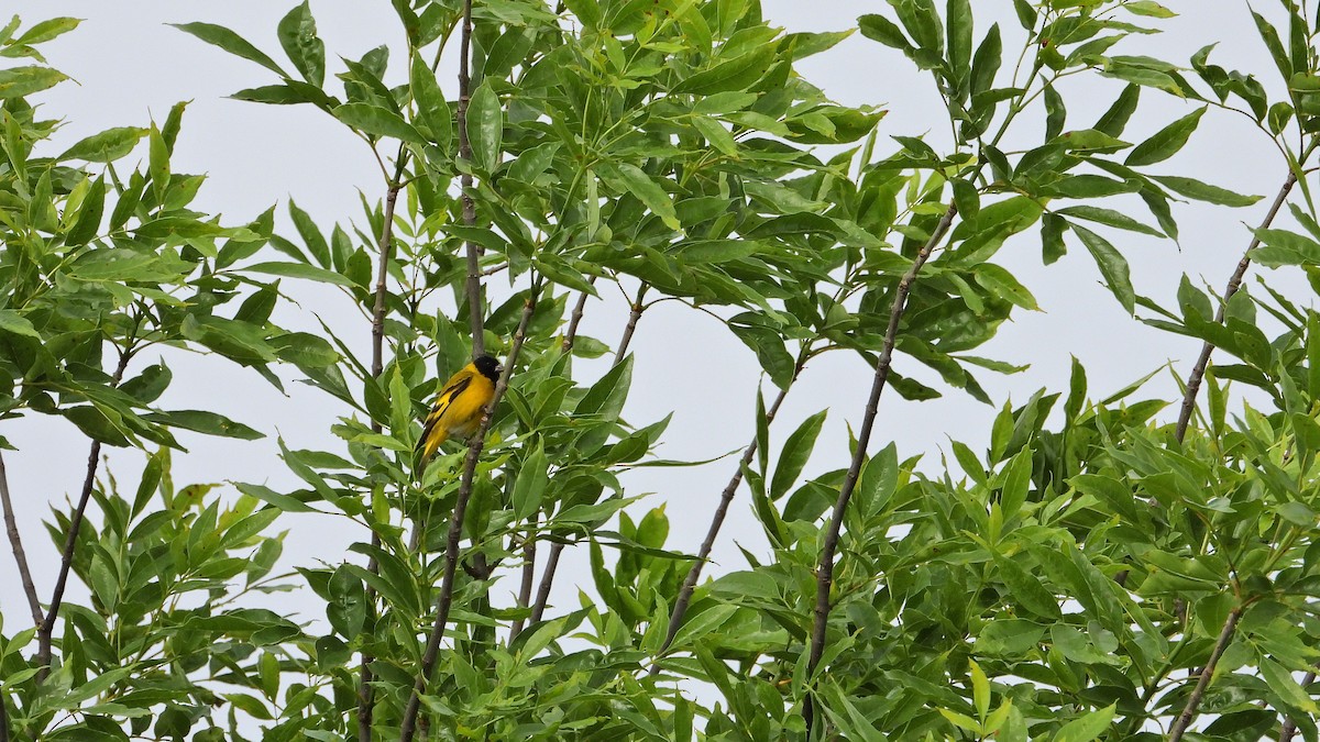 Hooded Siskin - ML644228109