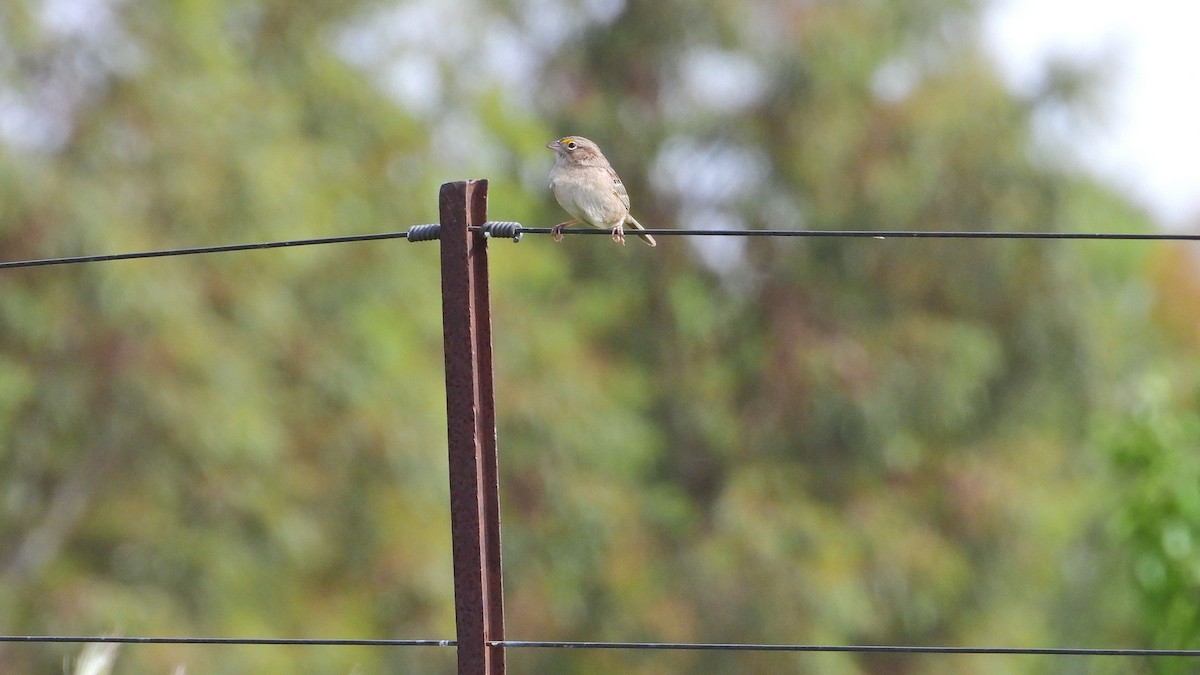 Wachtelammer - ML644228115