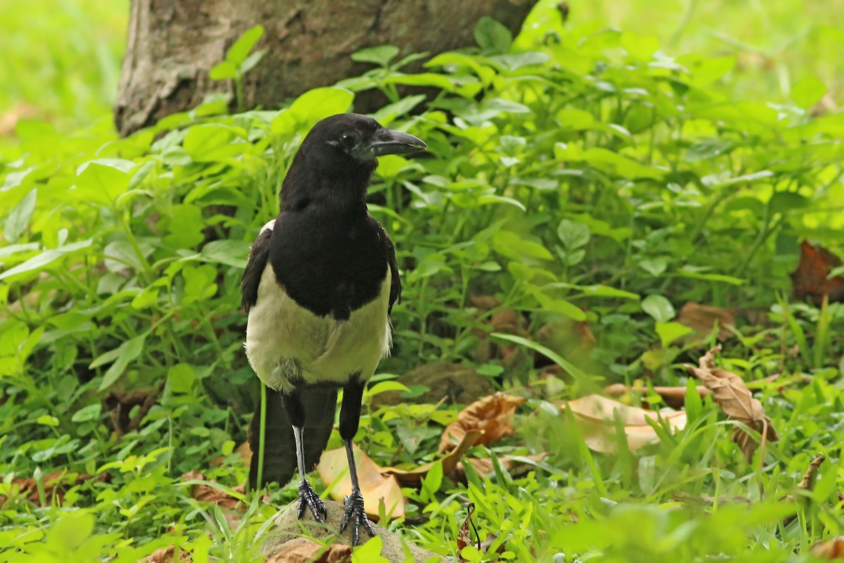 Oriental Magpie - ML644228117
