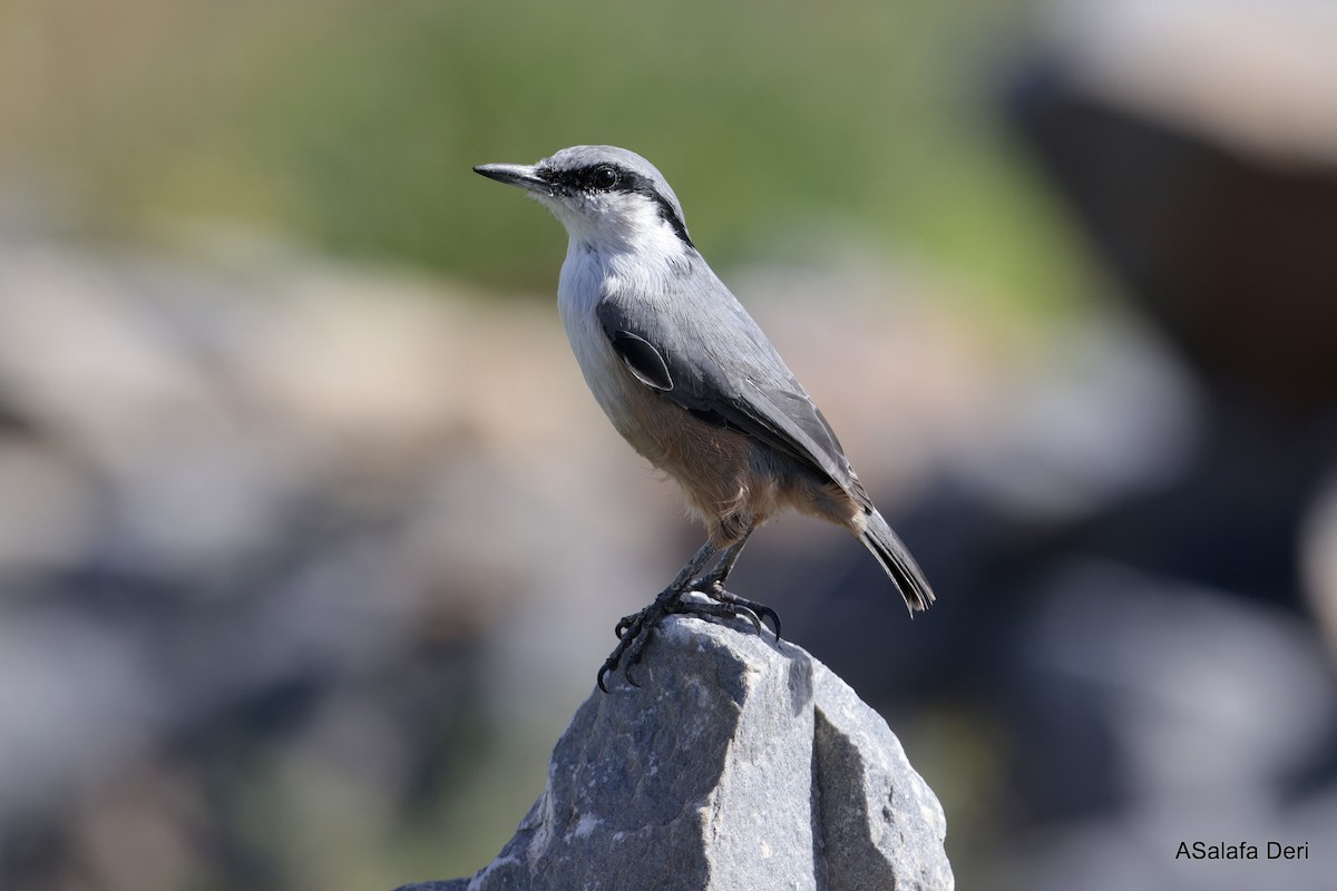 Sittelle de Neumayer - ML644228121