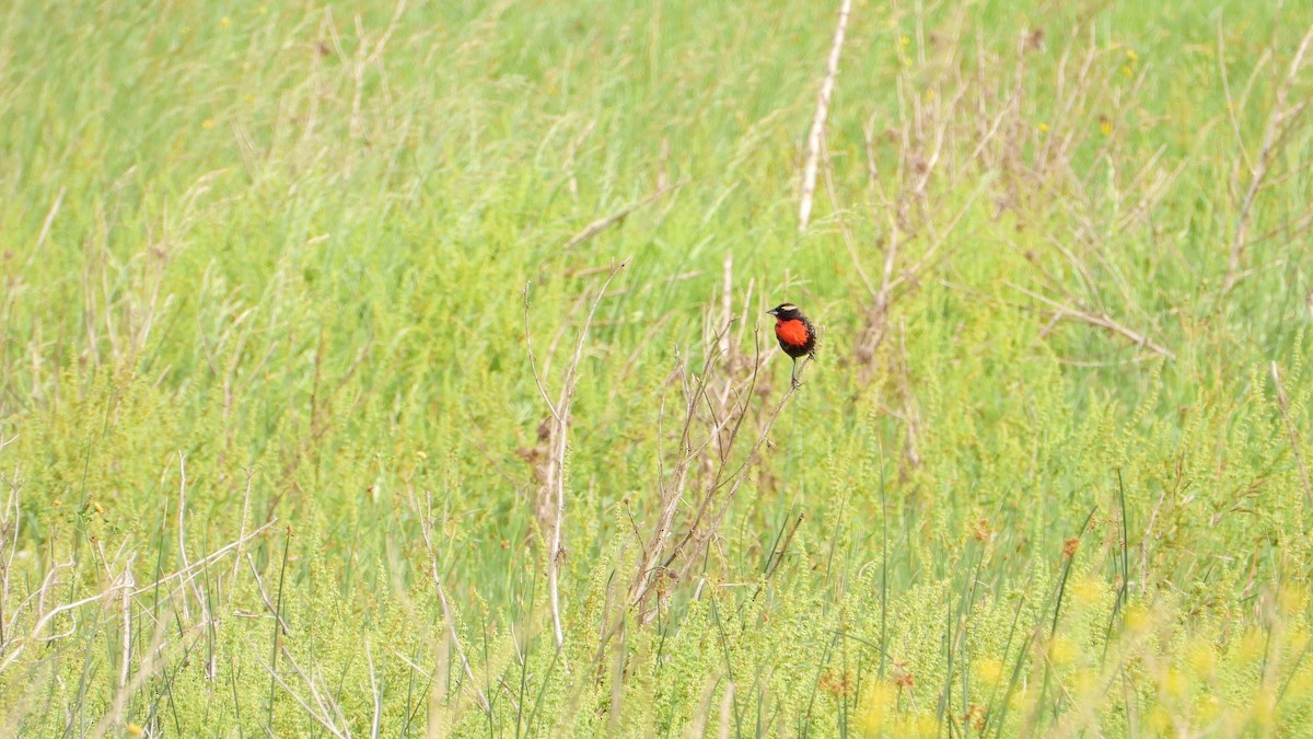 White-browed Meadowlark - ML644228123