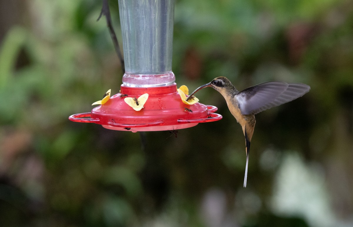 Orangebauch-Schattenkolibri - ML644228132