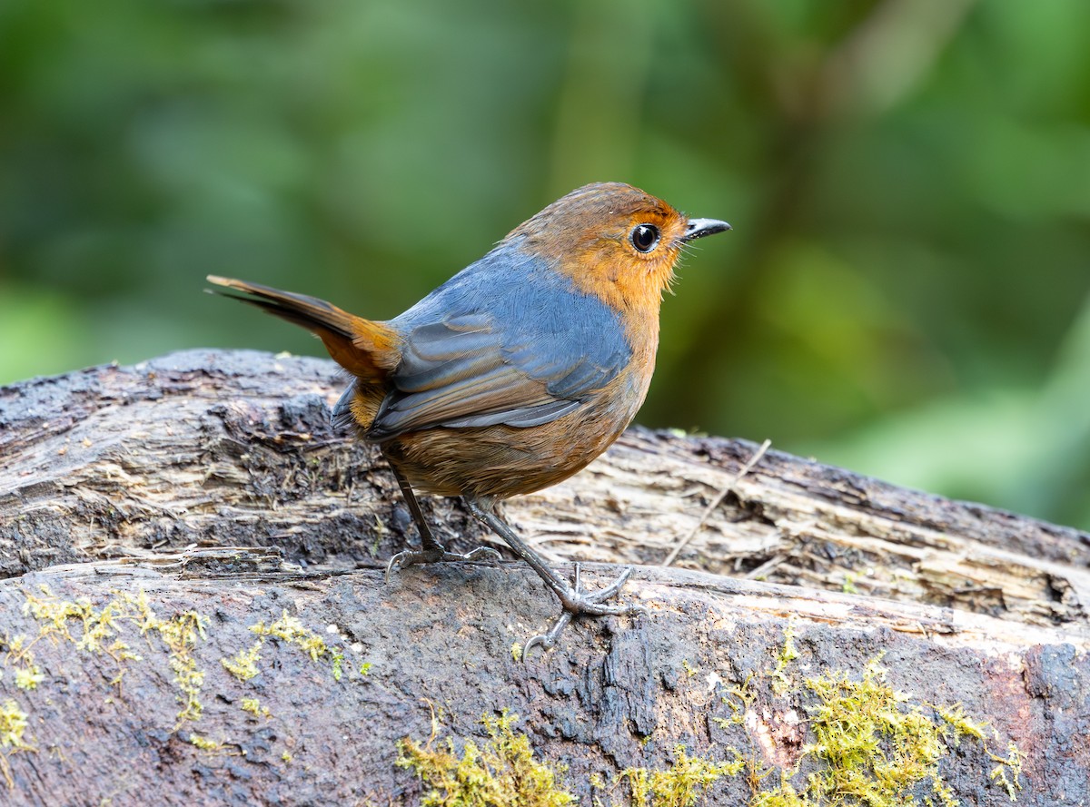 Bornean Shortwing - ML644228141