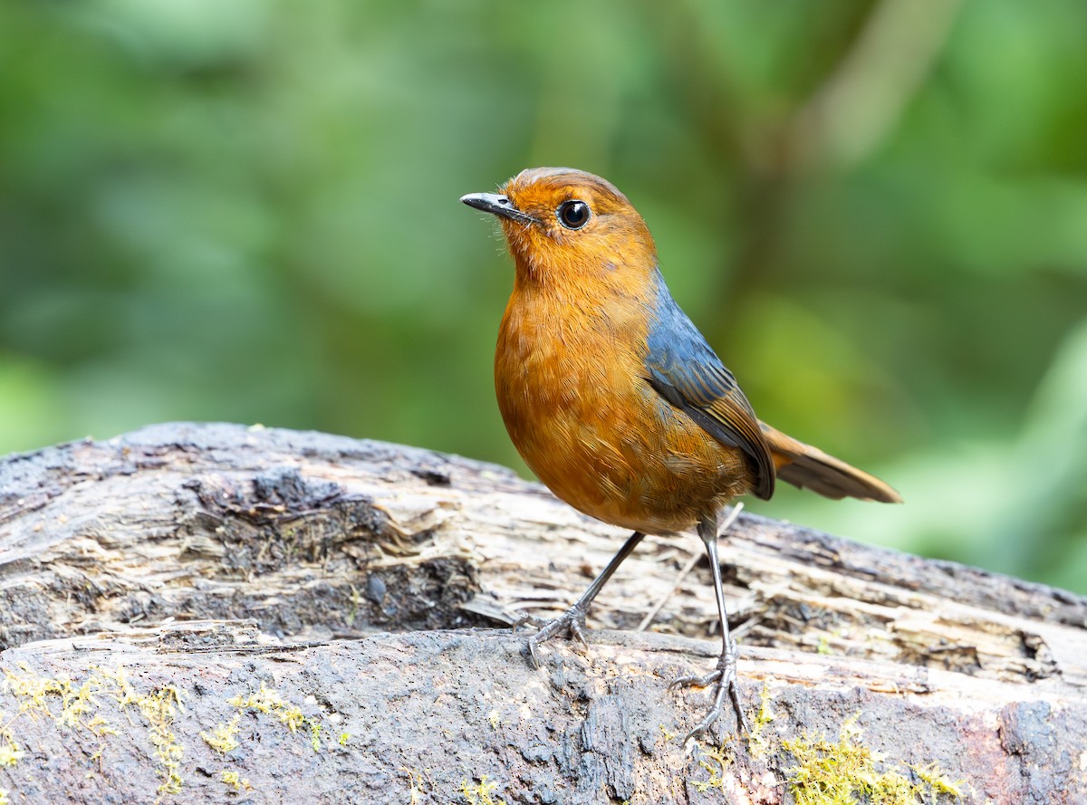 Bornean Shortwing - ML644228142