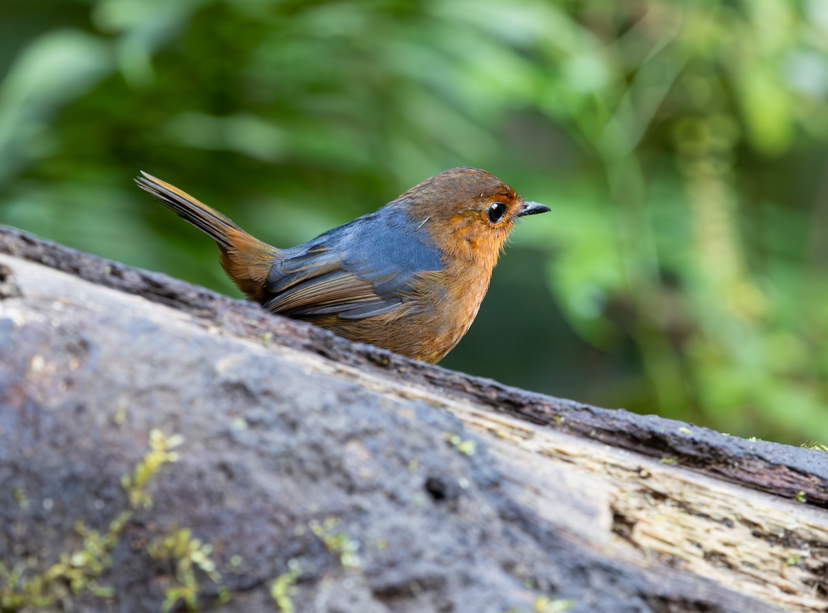 Bornean Shortwing - ML644228143