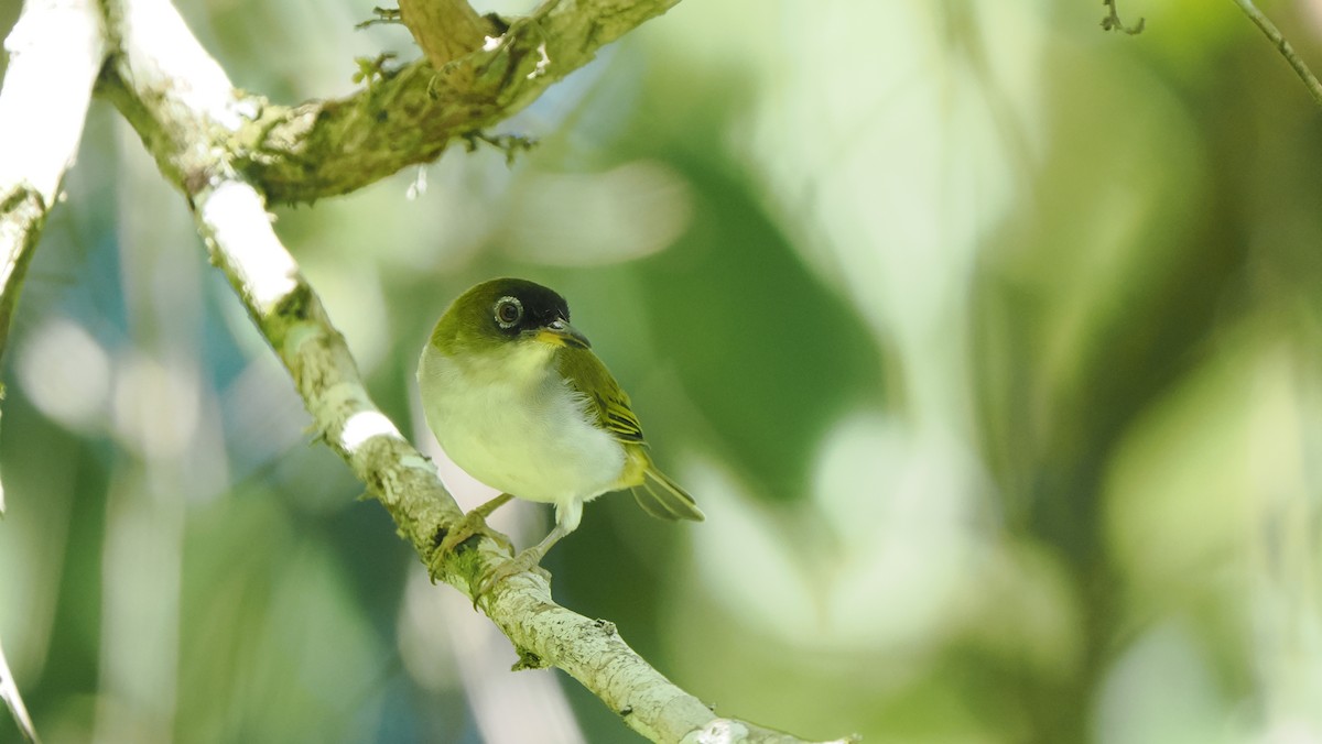 モルッカメジロ（fuscifrons） - ML644228147