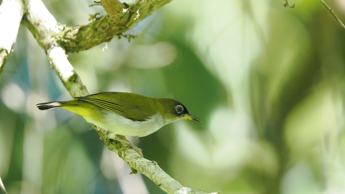 モルッカメジロ（fuscifrons） - ML644228148