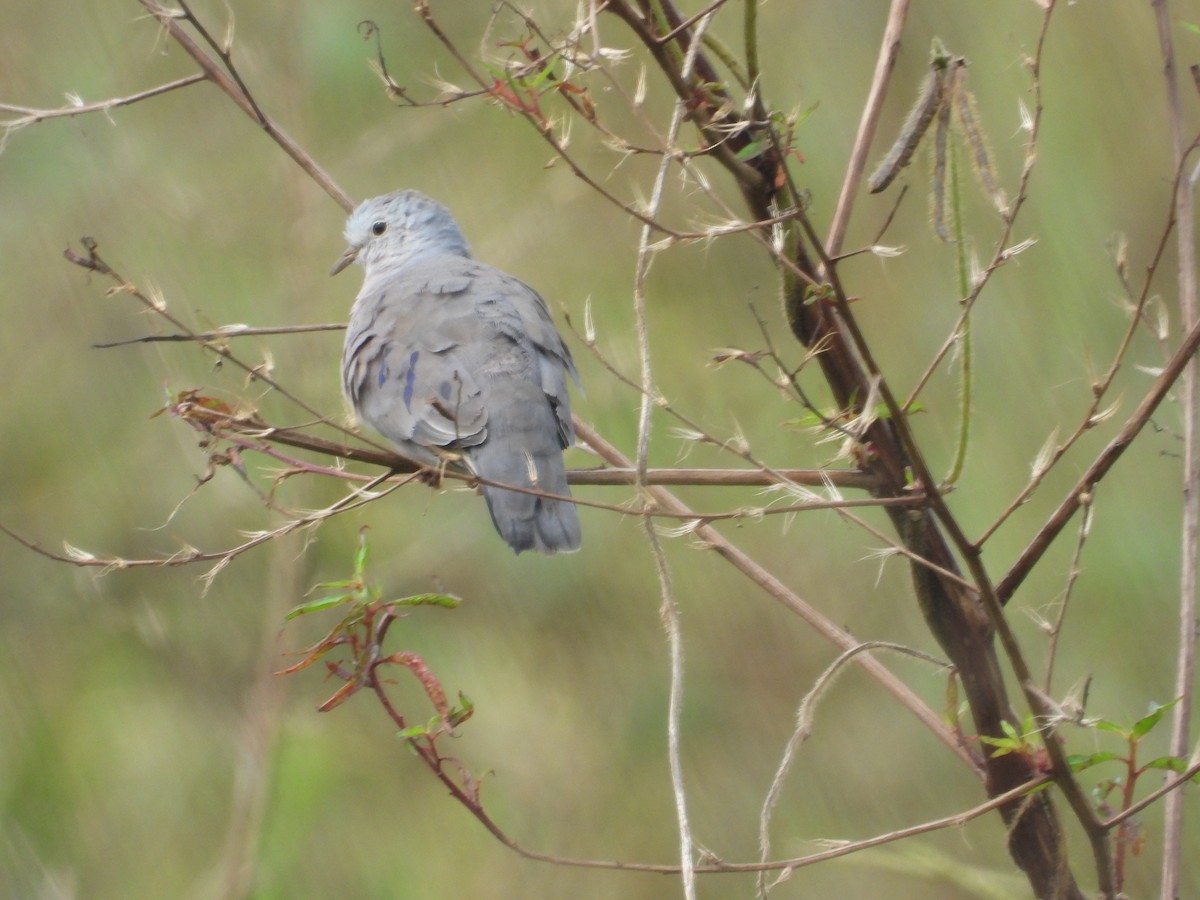 Zwergtäubchen - ML644228163