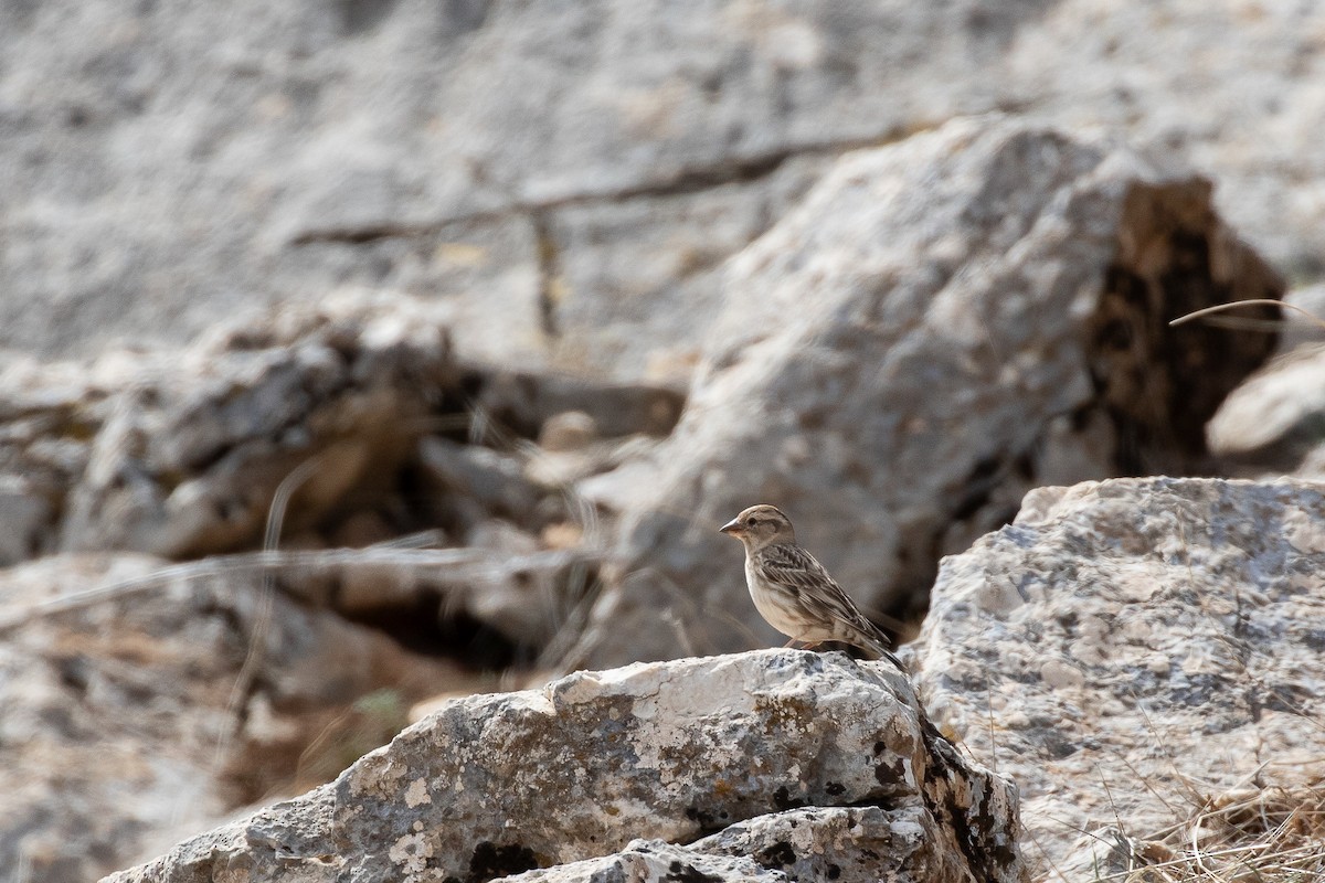 Rock Sparrow - ML644228167