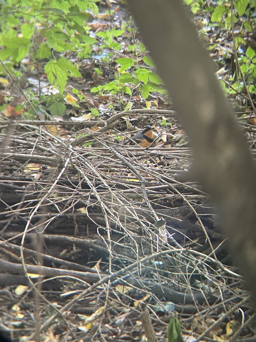 drozd pruhokřídlý - ML644228177