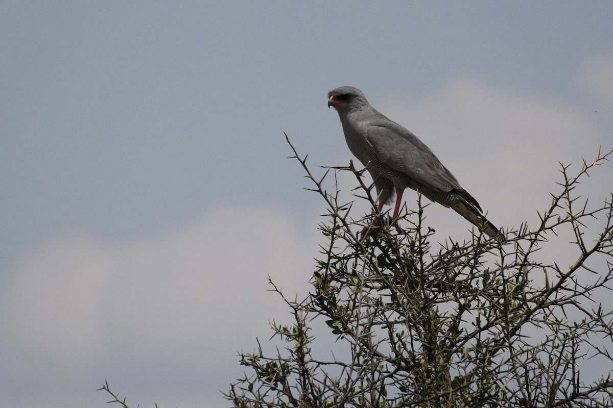 Dark Chanting-Goshawk - ML644228178