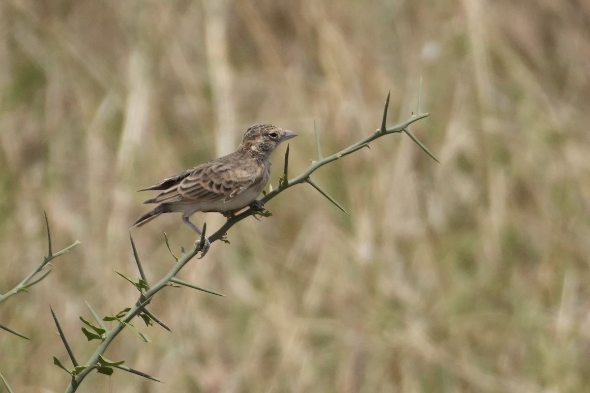 Fischer's Sparrow-Lark - ML644228188