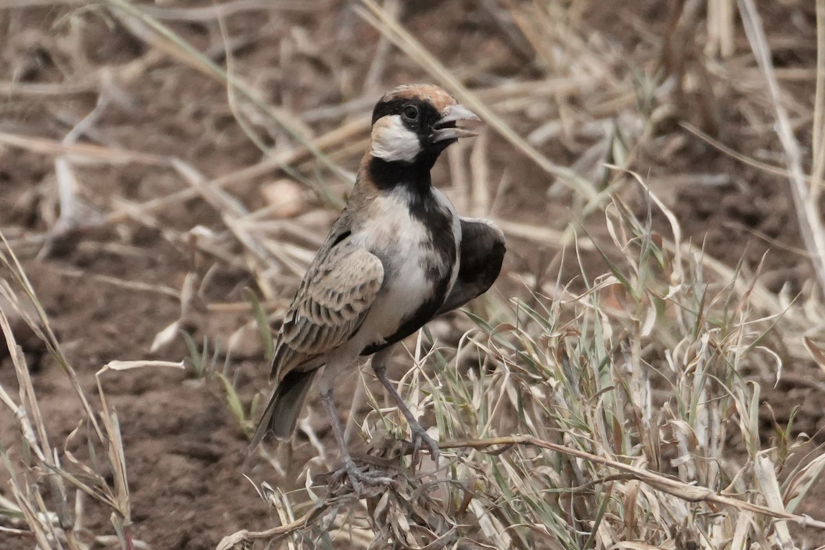 Fischer's Sparrow-Lark - ML644228189