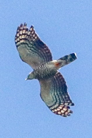 Hook-billed Kite - ML644228201