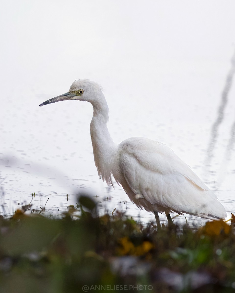 Little Blue Heron - ML644228202