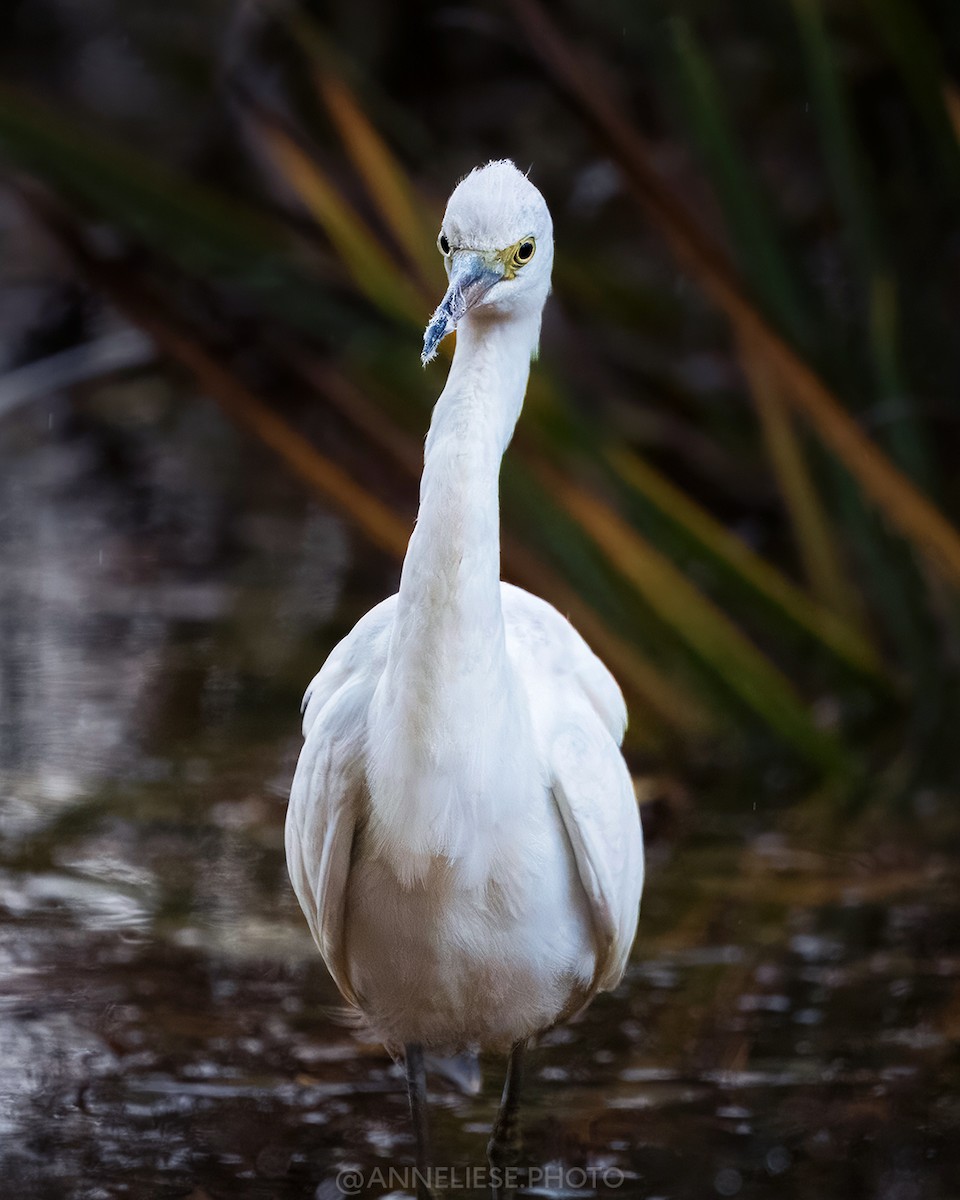 Little Blue Heron - ML644228203