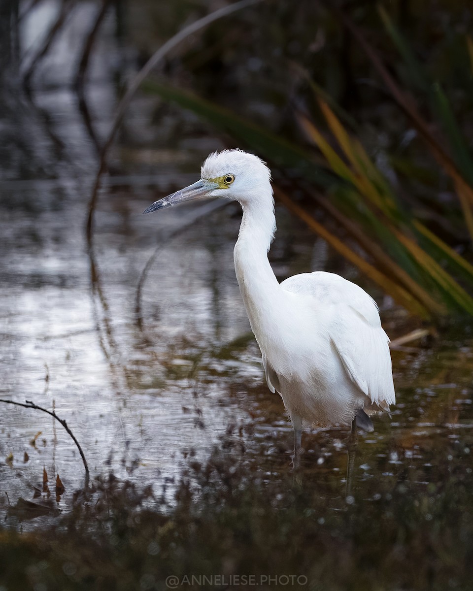 Little Blue Heron - ML644228204