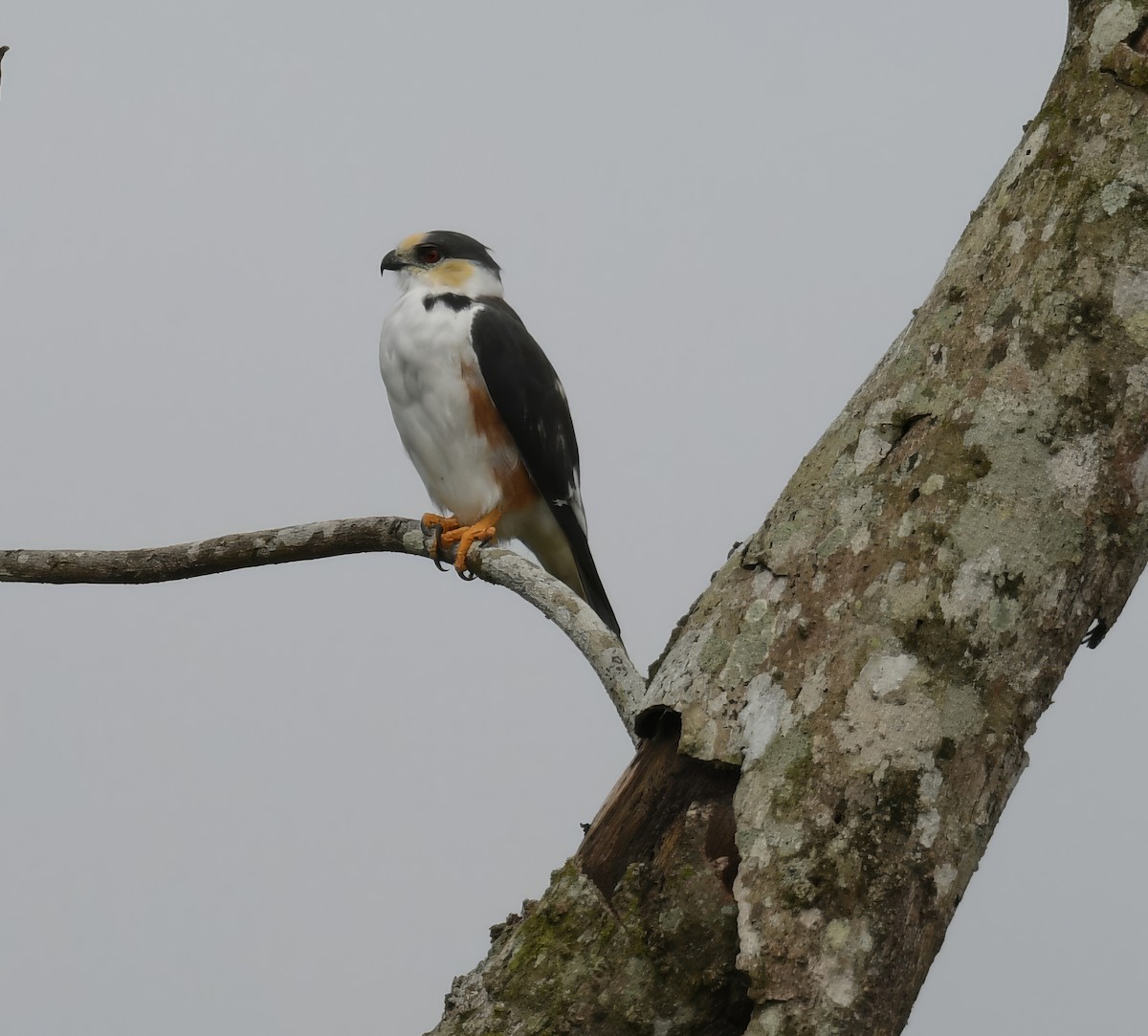 Pearl Kite - ML644228211