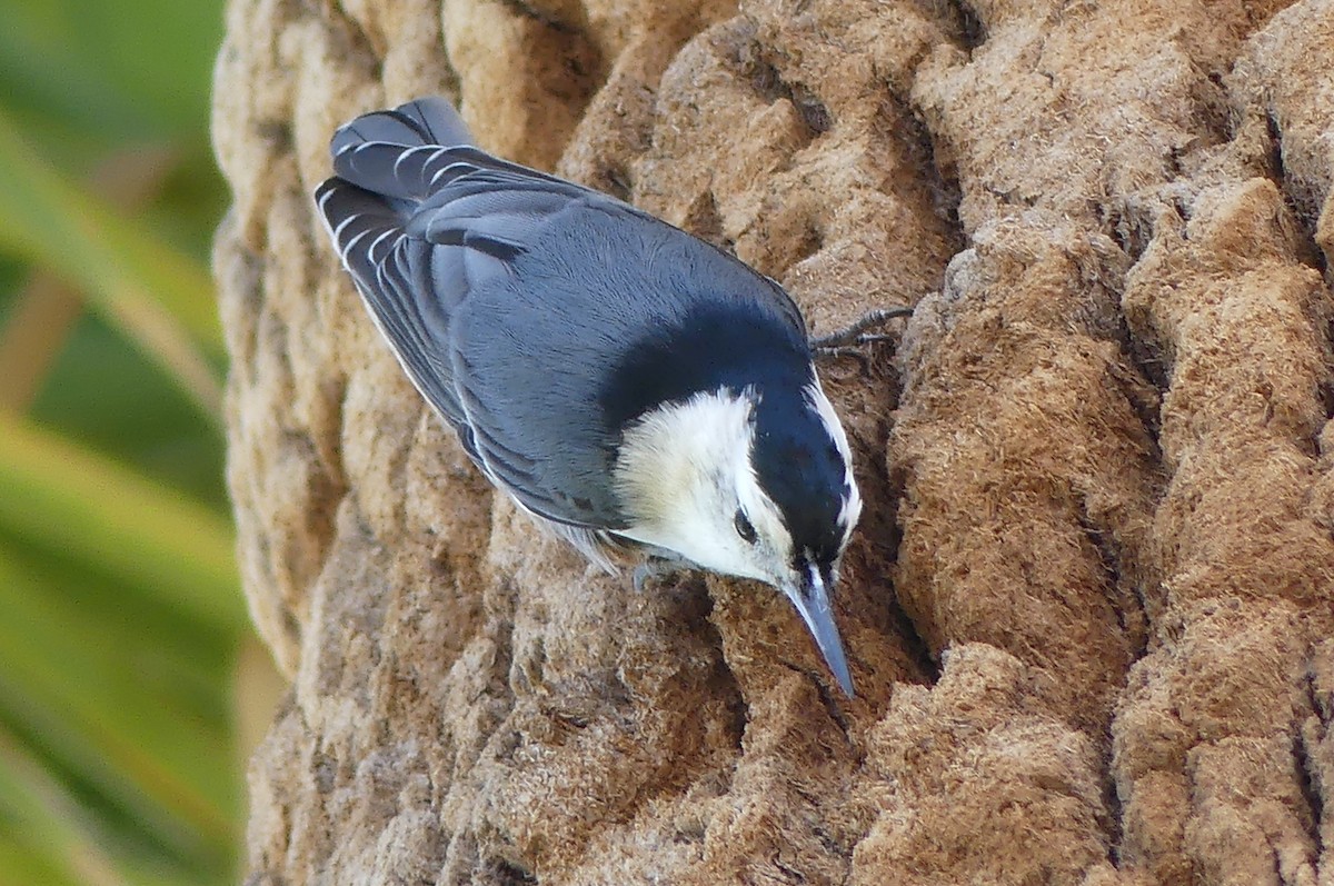White-breasted Nuthatch - ML644228214