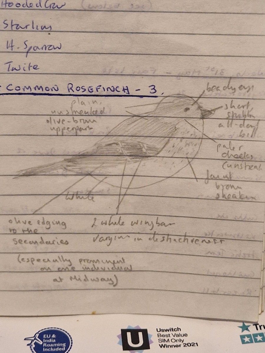 Camachuelo Carminoso - ML644228240