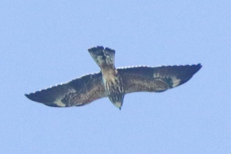Mississippi Kite - ML644228248