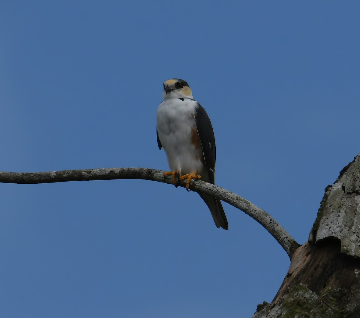 Pearl Kite - ML644228251