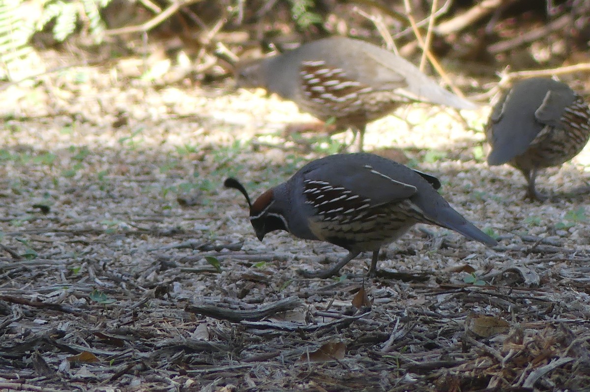 Gambel's Quail - ML644228254