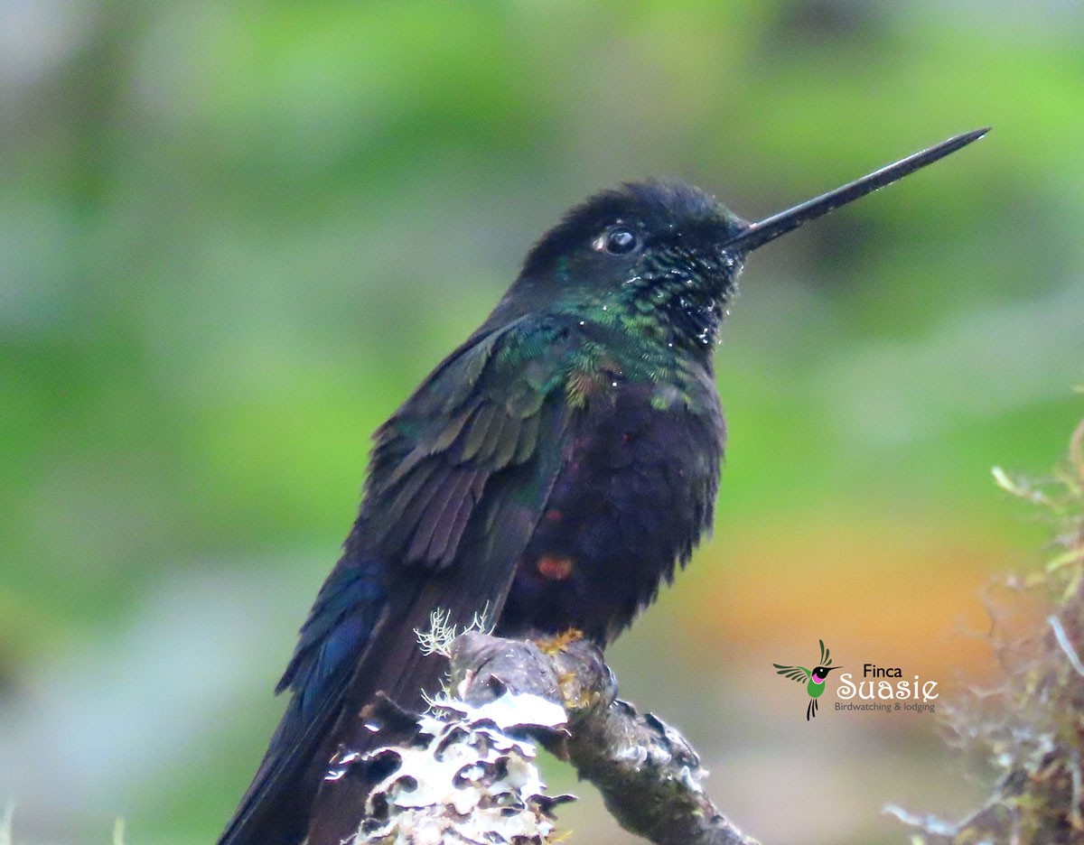 Blue-throated Starfrontlet - ML644228295