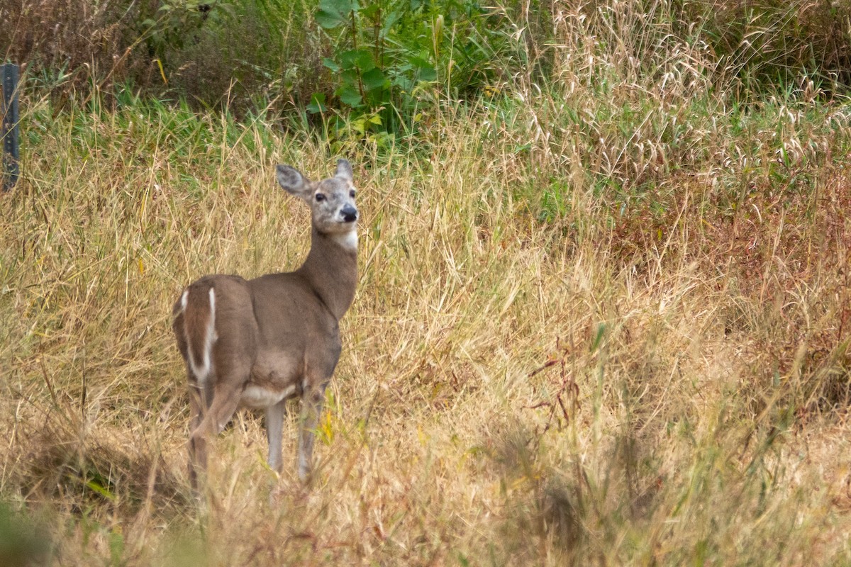 White-tailed Deer - ML644228301